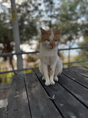 funny cat sitting on a table in the park. High quality photo
