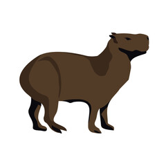 chiguire or Capybara adult brown color standing straight and looking right clipart