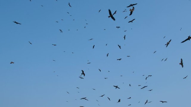 Birds in the sky. Flock of birds. Birds silhouette. Group of flaying birds. Birds flaying in sunset. Birds flocks flaying in sunset. Black kite bird flight. Bird flock
