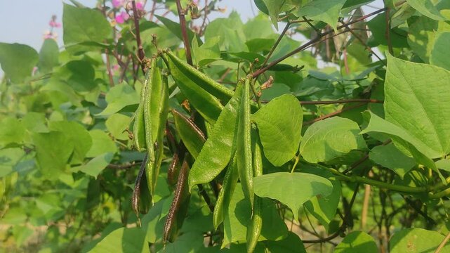 Lablab purpureus (Hyacinth bean, Dolichos bean, Seim bean, Lablab bean, Australian pea) ; Fresh pods on trunk, green and crimson, flat, long, curled with end nip.