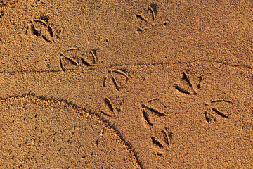 Bird footprints are creating beautiful patterns on golden sand, evidence of wildlife presence