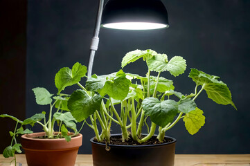 Indoor Potted Plant Growing Under Artificial LED Grow Light for Optimal Growth
