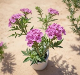 Realistic watercolor painting of desert sand verbena plant in bloom, artistic, southwestern, botanical art