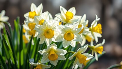 Spring Narcissus Bloom,  Beautiful Flower Photography,  Close-up,  Nature,  Floral,  Springtime,  Bright Colors