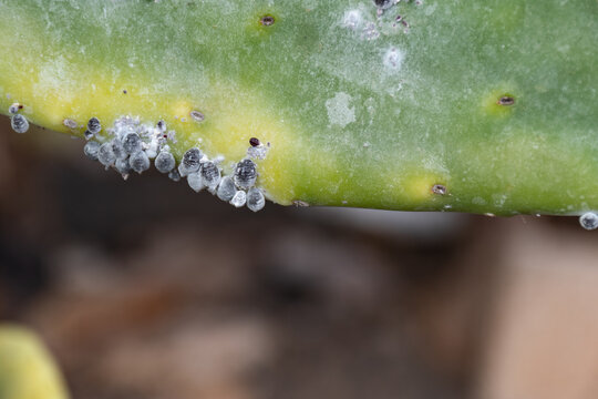 Cochinilla en una tunera 