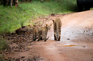 leopard mom walks with her cubs
