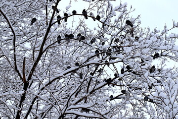 In winter, birds pigeons sit on wires against the background of snow covered trees. Silhouettes of birds, Winter snowy weather, snowfall
