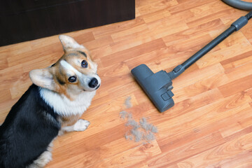 Top view dog corgi of lots of dog hair on the bedroom floor. A vacuum cleaner in the background.