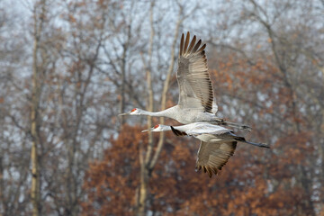 Two Sandhill Crane Fly Through Autumn Trees
