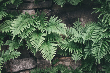 Vibrant green fern leaves creating lush natural background