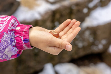 a close-up of a child's hand holding a hazelnut in the palm. Natural setting with snow in the background. Feeding and helping animals in the cold season in their habitat