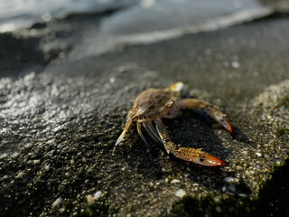 crab close up on sea beach. High quality photo