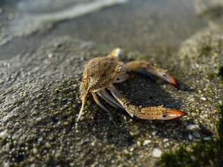 crab close up on sea beach. High quality photo