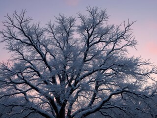 Snow-laden branches of a majestic tree silhouetted against a twilight sky, wallpaper,snowfall,branches