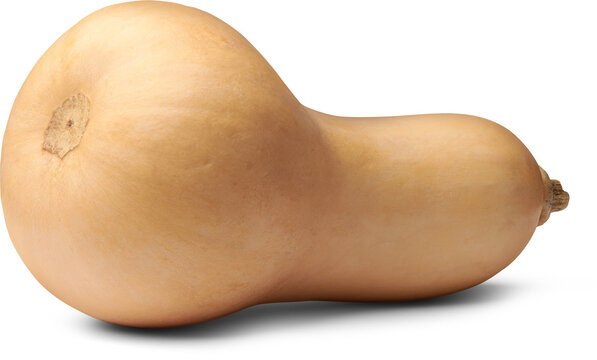 butternut squash isolated white background, pear shaped with bulbous bottom nutritious vegetable with beige skin, side view with shadows