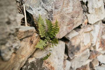 Small green plant growing through a stone wall 