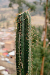 Small cactus full of thorns in the south American highlands