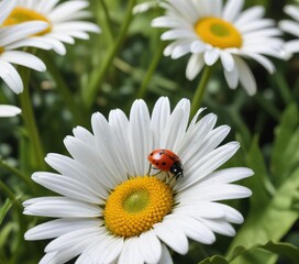 Obraz premium Close-up shot of white daisy with ladybug crawling on petals in natural spring setting, nature, vibrant, seasonal
