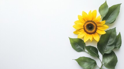 A vibrant yellow sunflower, blooming brightly under the summer sun, stands tall in a field of green