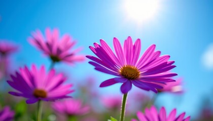 Fototapeta premium Vibrant pink flowers basking in the sunlight, a cheerful summer scene. 