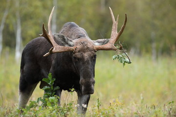 Łoś (Alces alces) moose © Bartosz Rakoczy