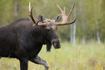 Łoś (Alces alces) moose © Bartosz Rakoczy