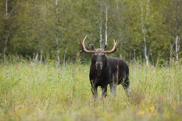 Łoś (Alces alces) moose