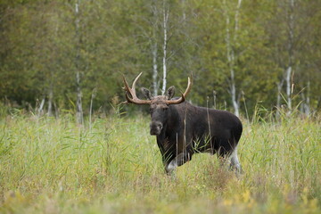Łoś (Alces alces) moose