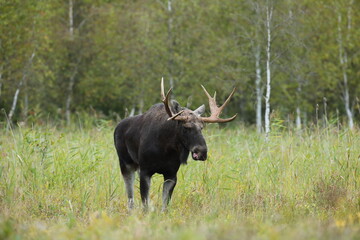 Łoś (Alces alces) moose