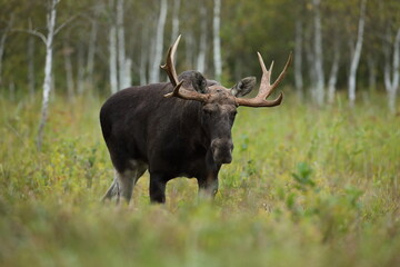 Łoś (Alces alces) moose