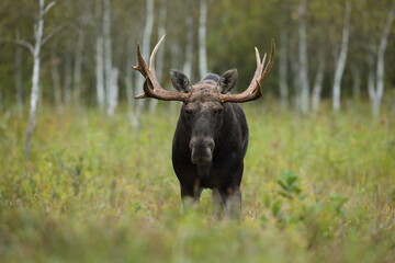 Łoś (Alces alces) moose © Bartosz Rakoczy