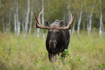 Łoś (Alces alces) moose © Bartosz Rakoczy