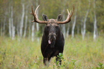 Łoś (Alces alces) moose © Bartosz Rakoczy