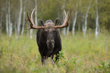 Łoś (Alces alces) moose © Bartosz Rakoczy