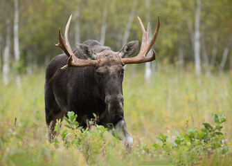 Łoś (Alces alces) moose
