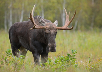 Łoś (Alces alces) moose © Bartosz Rakoczy