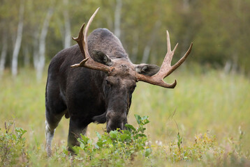 Łoś (Alces alces) moose © Bartosz Rakoczy