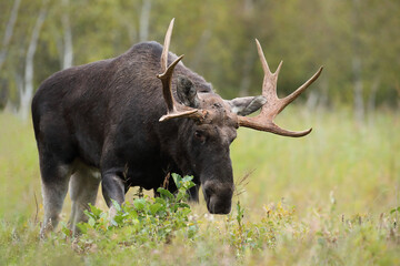 Łoś (Alces alces) moose © Bartosz Rakoczy