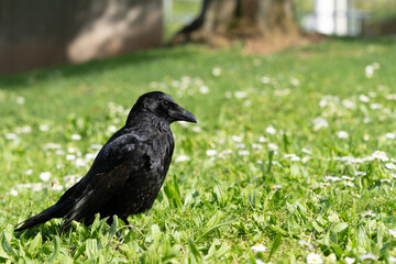Rabenkrähe