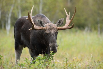 Łoś (Alces alces) moose © Bartosz Rakoczy