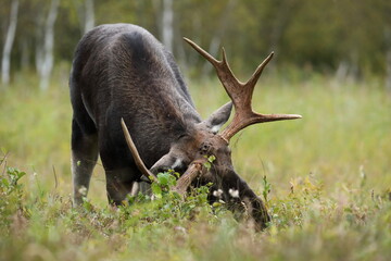 Łoś (Alces alces) moose © Bartosz Rakoczy