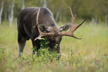 Łoś (Alces alces) moose © Bartosz Rakoczy