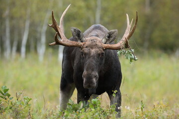 Łoś (Alces alces) moose © Bartosz Rakoczy