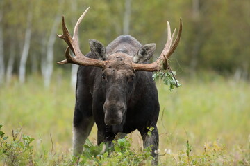 Łoś (Alces alces) moose © Bartosz Rakoczy