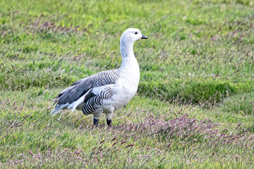 A male Upland or Magellan Goose, Chloephaga picta, on  New Island in the Falkland Islands