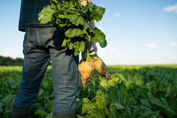 Farmer agronomist with sugar beet on field, low angle view. Working on farm, harvesting, farming