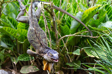 Green iguana in Arenal region of Costa Rica.
