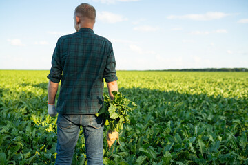 Male farmer in field holds a large ripe sugar beet. Agronomist working in field inspects the sugar...