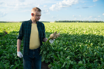 Farmer with sugar beet plants on agriculture field. Man examining sugar beetroot in a field