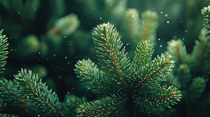 Pine Tree: A serene pine tree design, perfect for creating peaceful, forest-inspired backgrounds or promoting outdoor activities, winter, or holiday-themed projects.